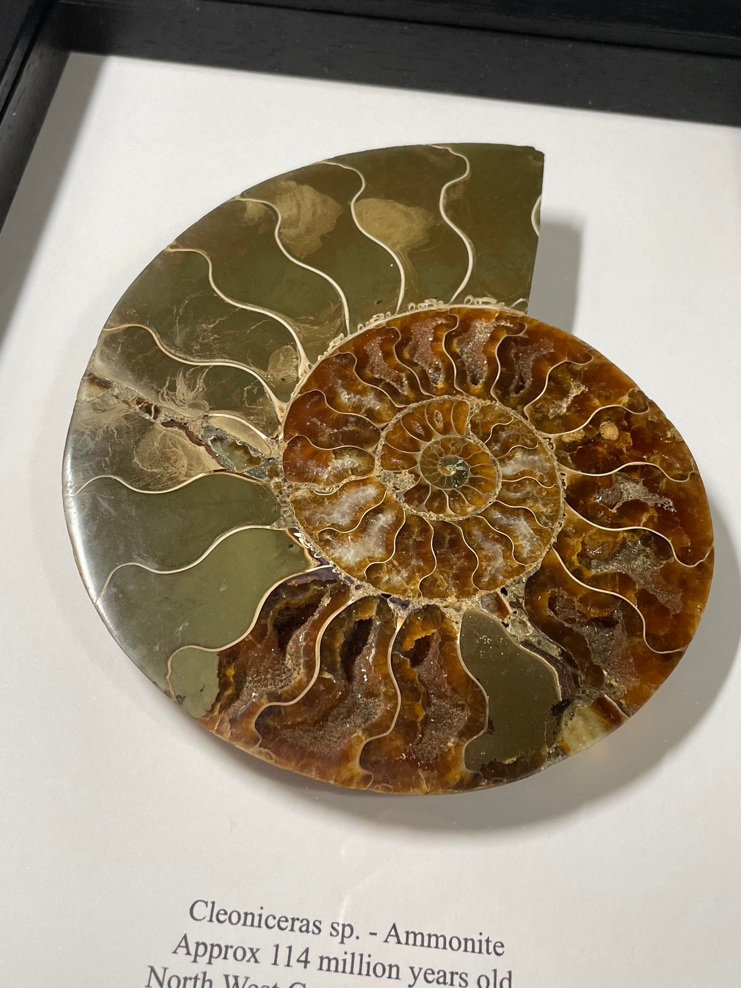 Ammonite Cut and Polished Fossil in Box Frame