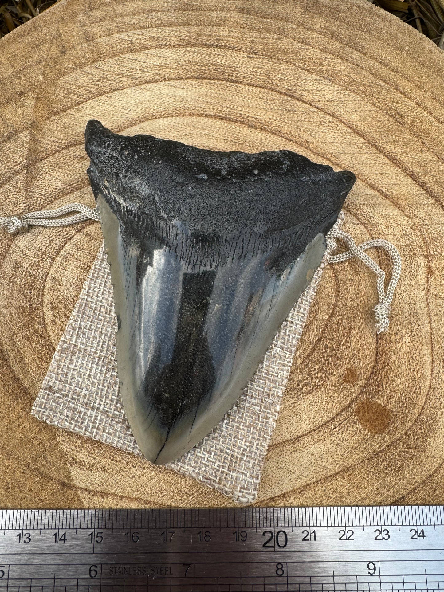 Large Megalodon Tooth