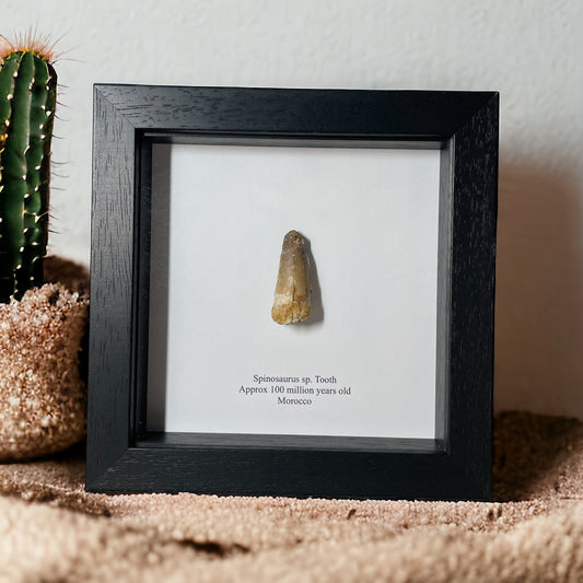 Spinosaur Dinosaur Tooth Fossil in Box Frame