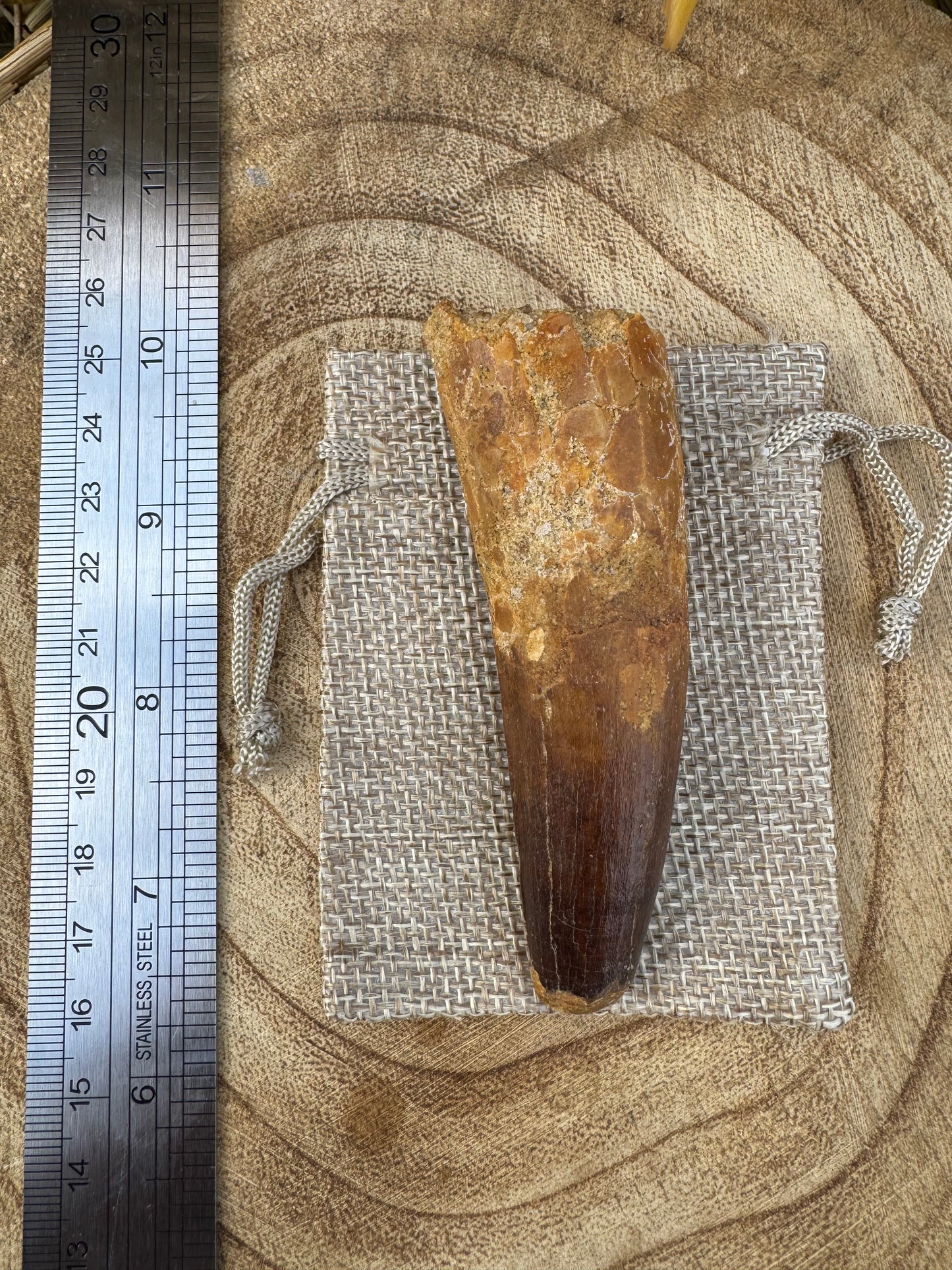 Spinosaurus Tooth