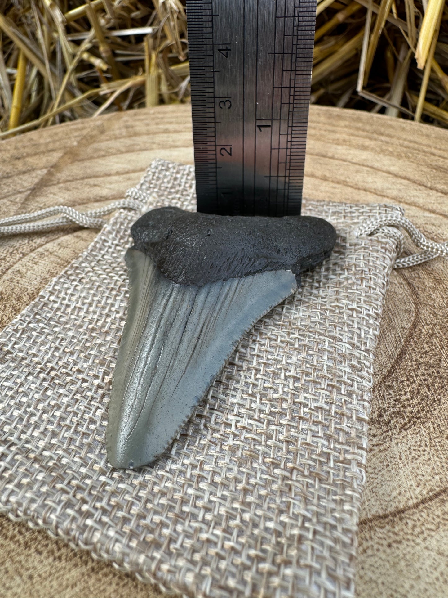 Small Megalodon Tooth