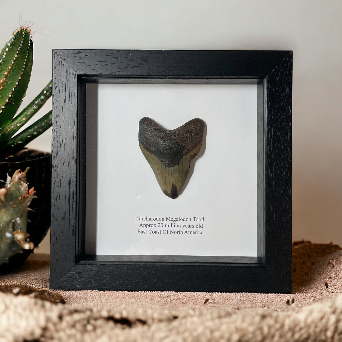 Megalodon Shark Tooth in Box Frame