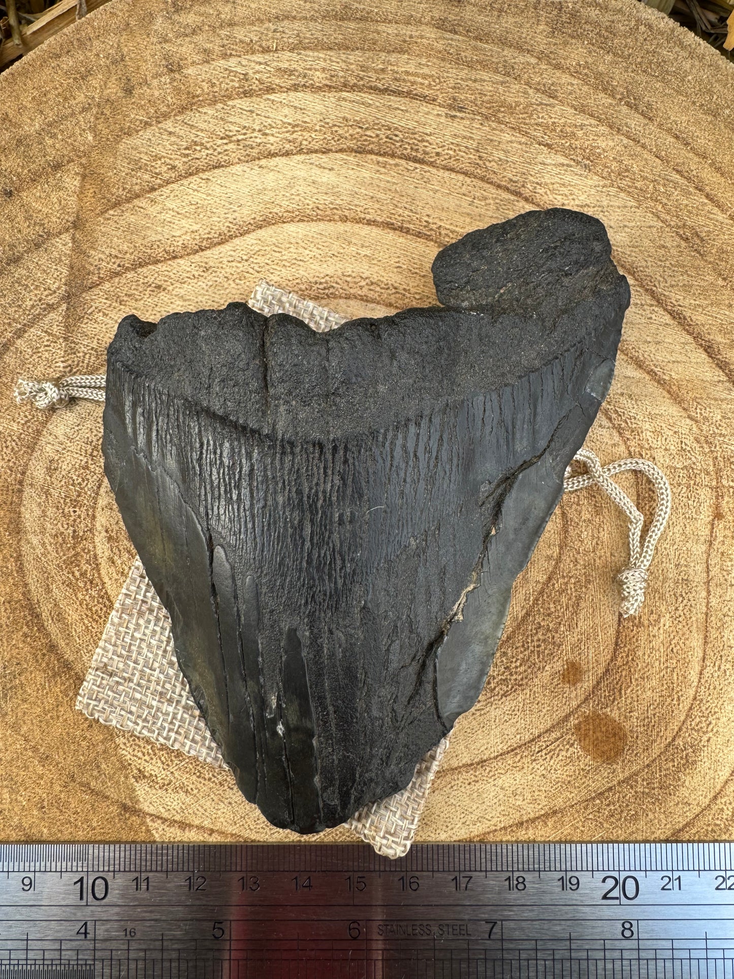 Large Megalodon Tooth