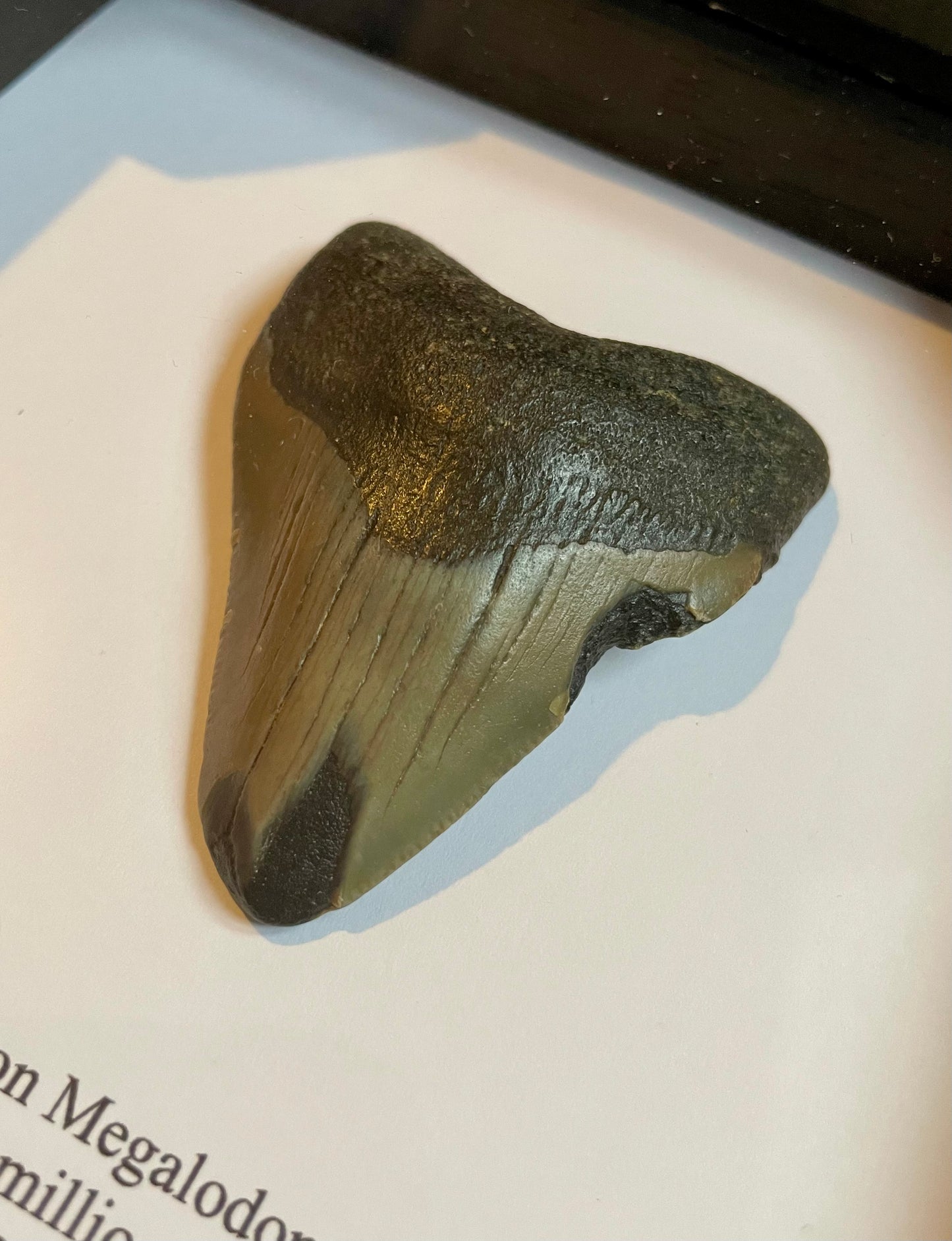 Megalodon Shark Tooth in Box Frame