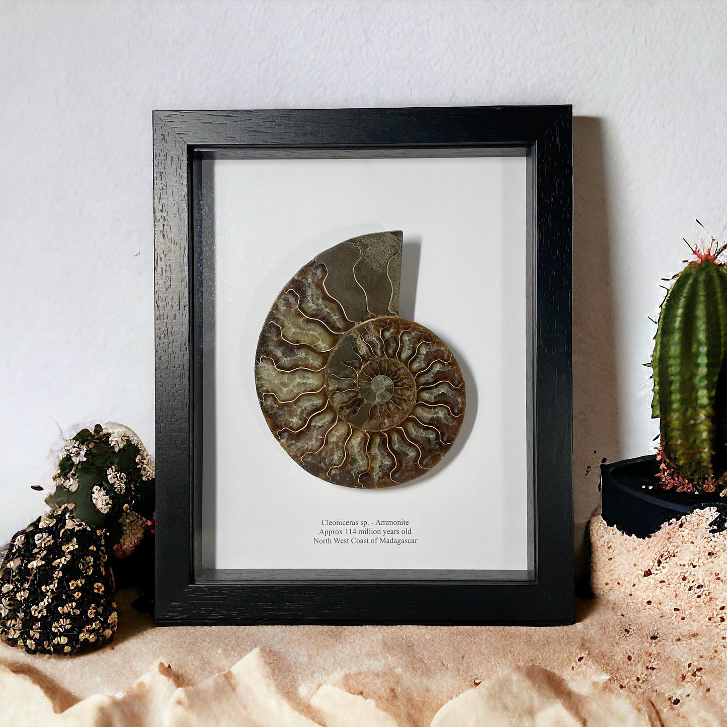 Ammonite Cut and Polished Fossil in Box Frame