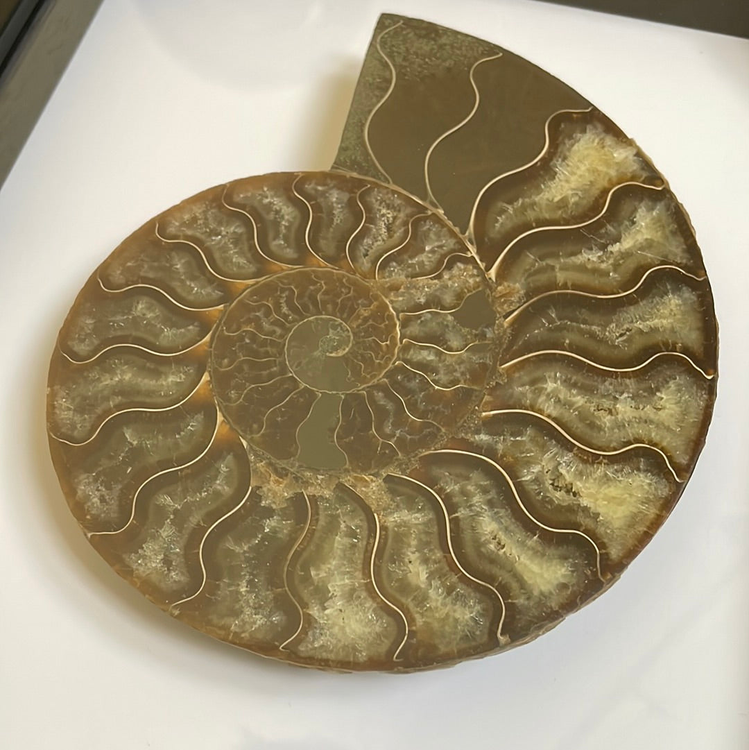 Ammonite Cut and Polished Fossil in Box Frame