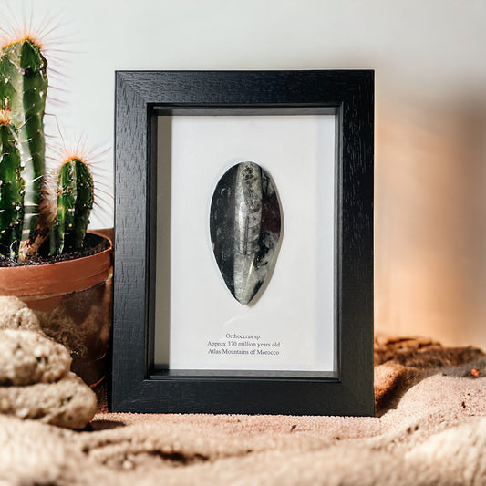 Orthoceras Pear Drop Fossil In a Box Frame