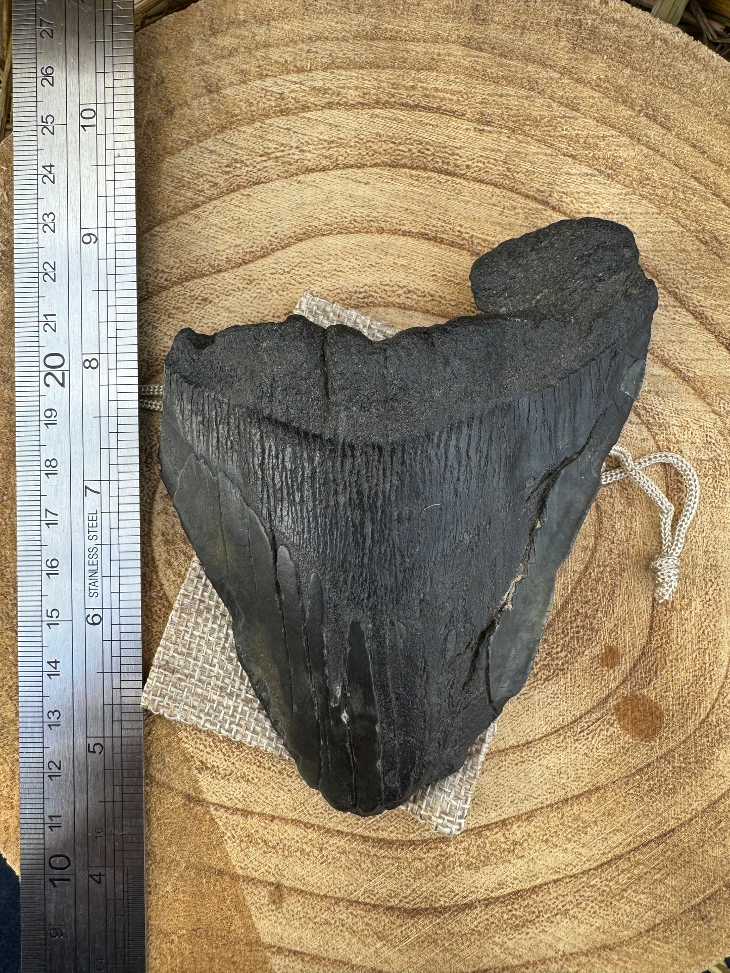 Large Megalodon Tooth