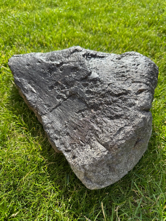 Sauropod Distal Tibia