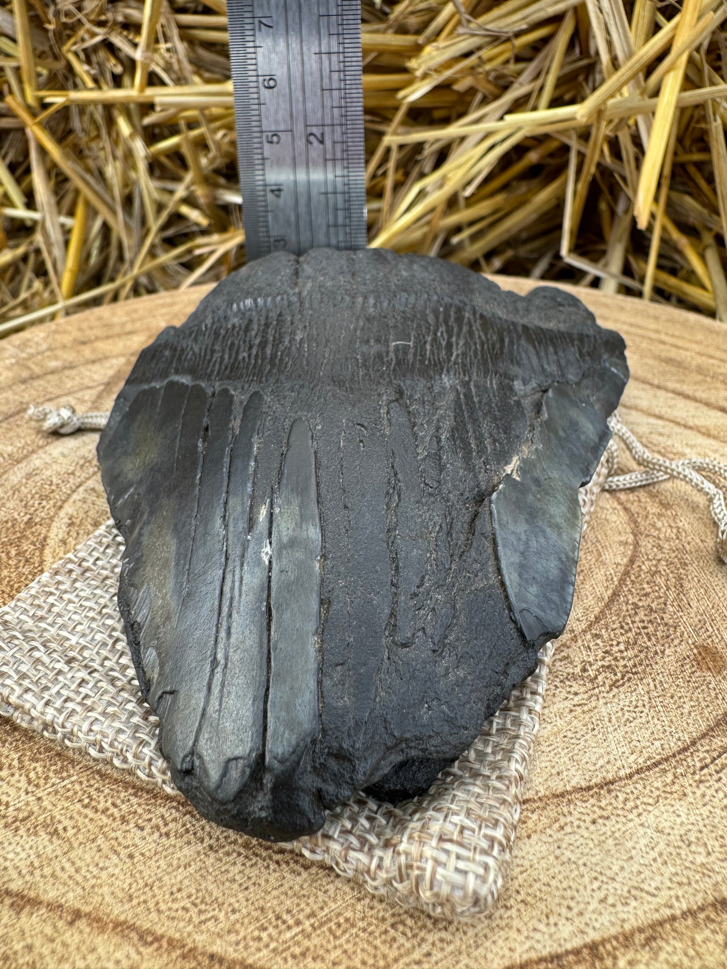 Large Megalodon Tooth