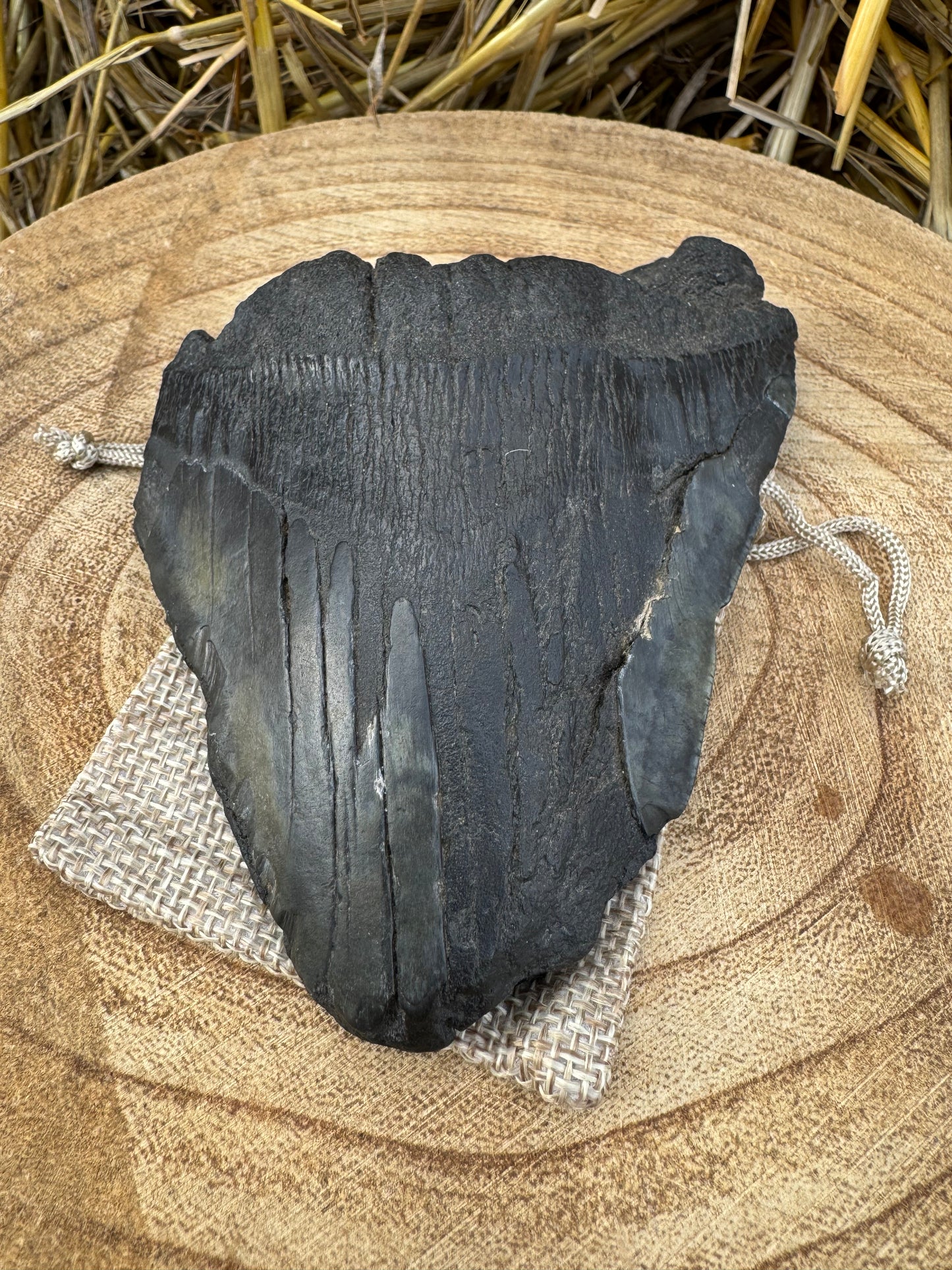 Large Megalodon Tooth