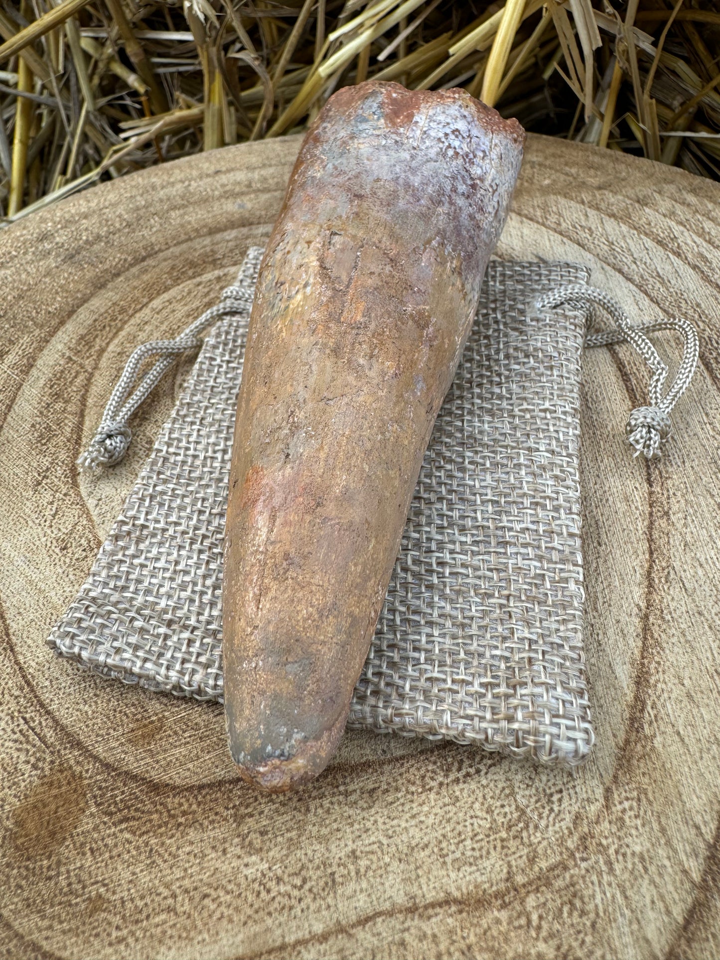 Spinosaurus Tooth