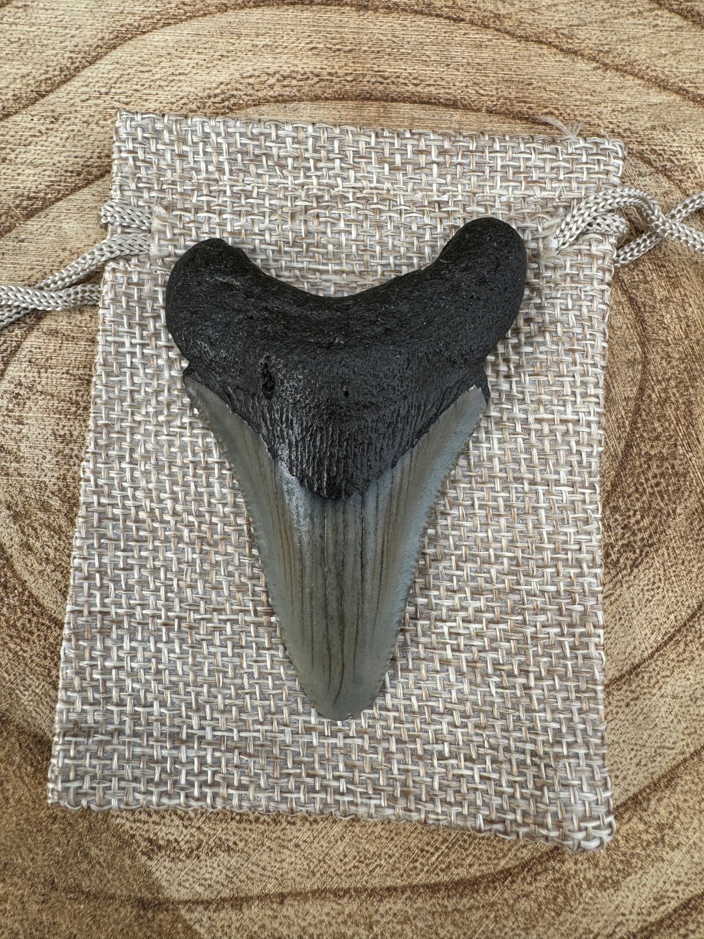 Small Megalodon Tooth