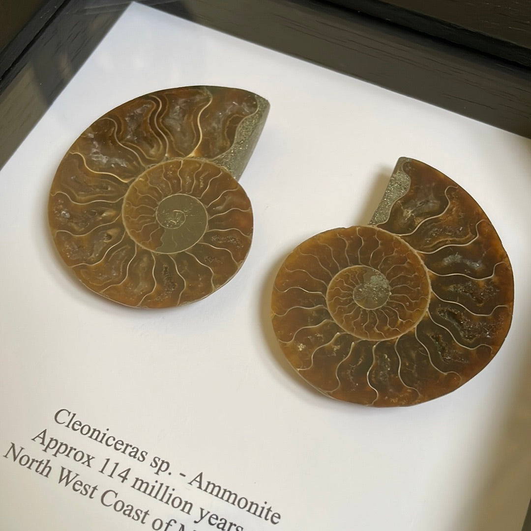 Pair Ammonite Cut and Polished Fossil in Box Frame