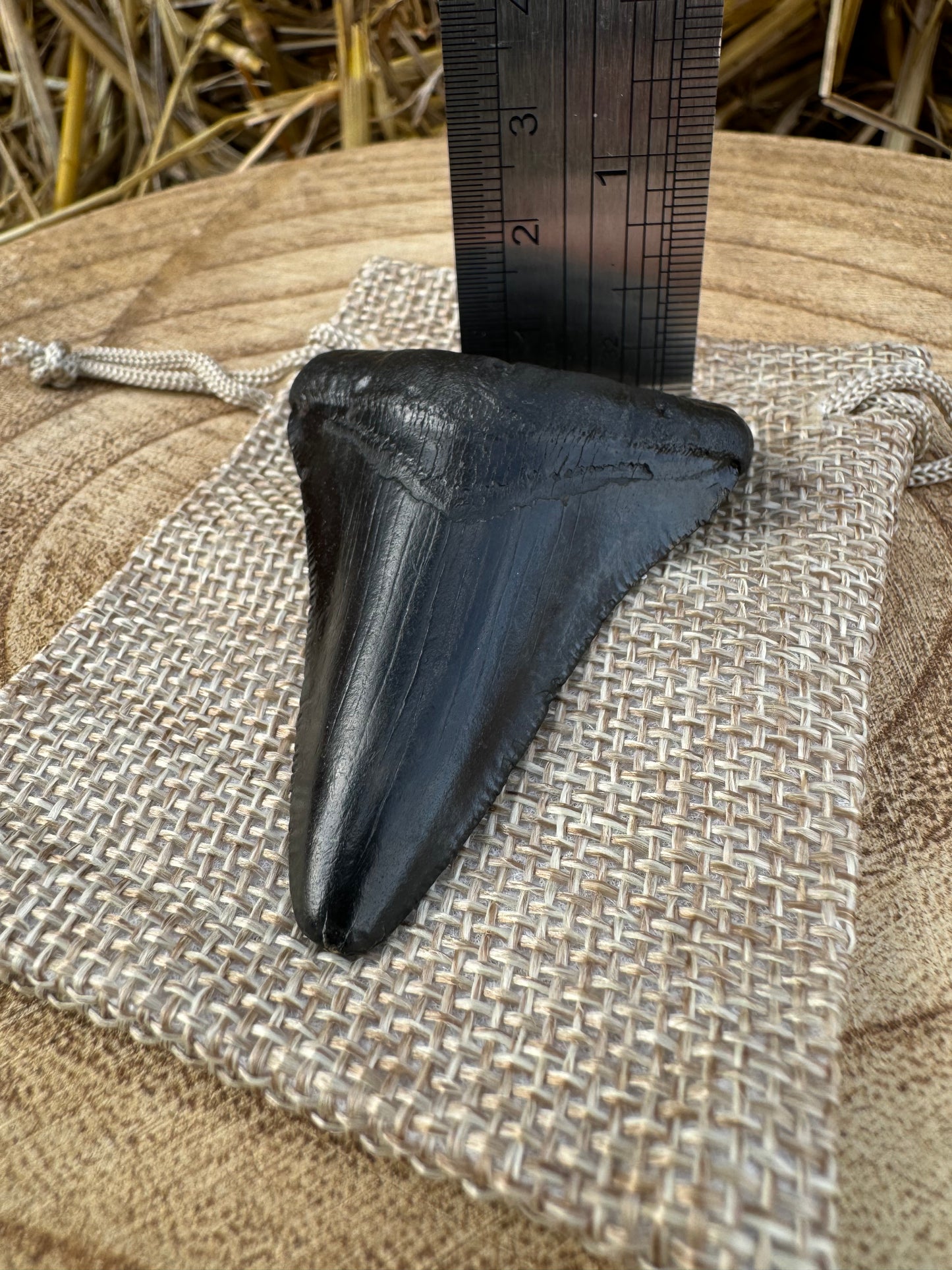 Small Megalodon Tooth