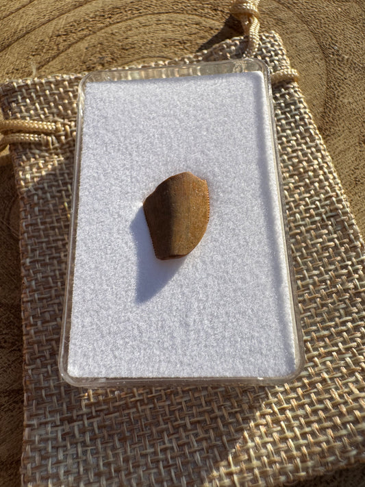 Majungasaurus Tooth