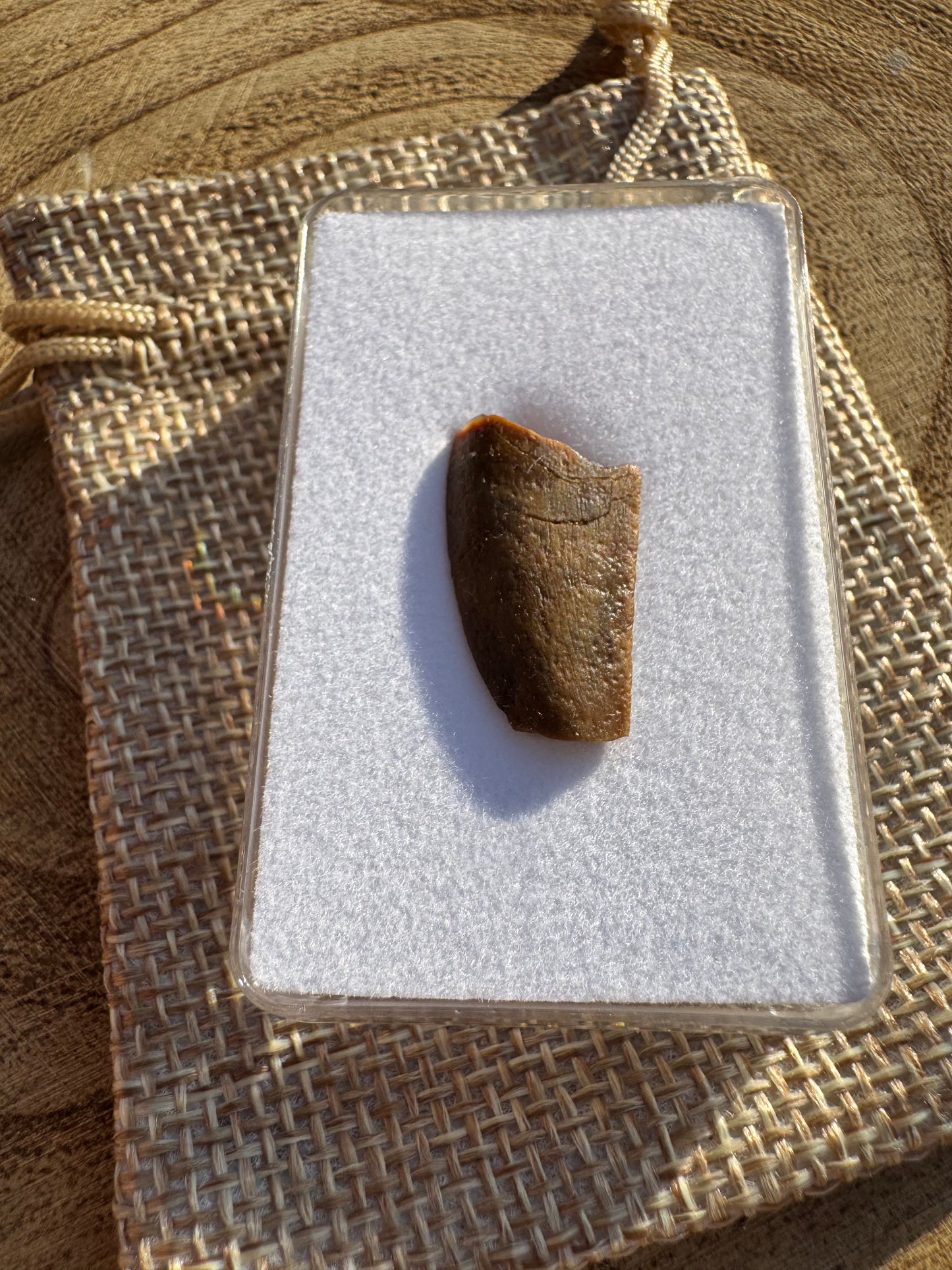 Majungasaurus Tooth
