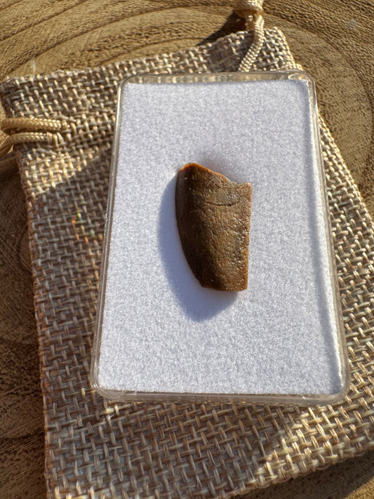 Majungasaurus Tooth