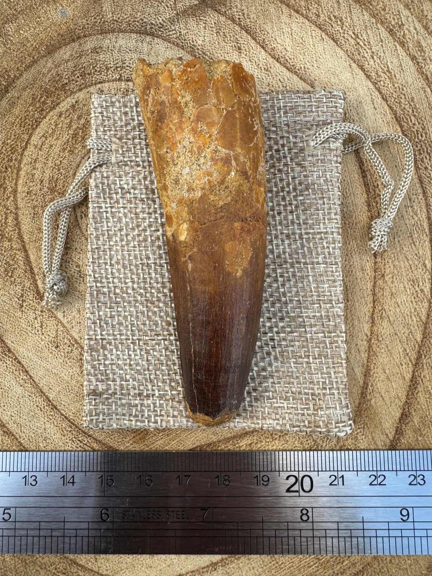 Spinosaurus Tooth