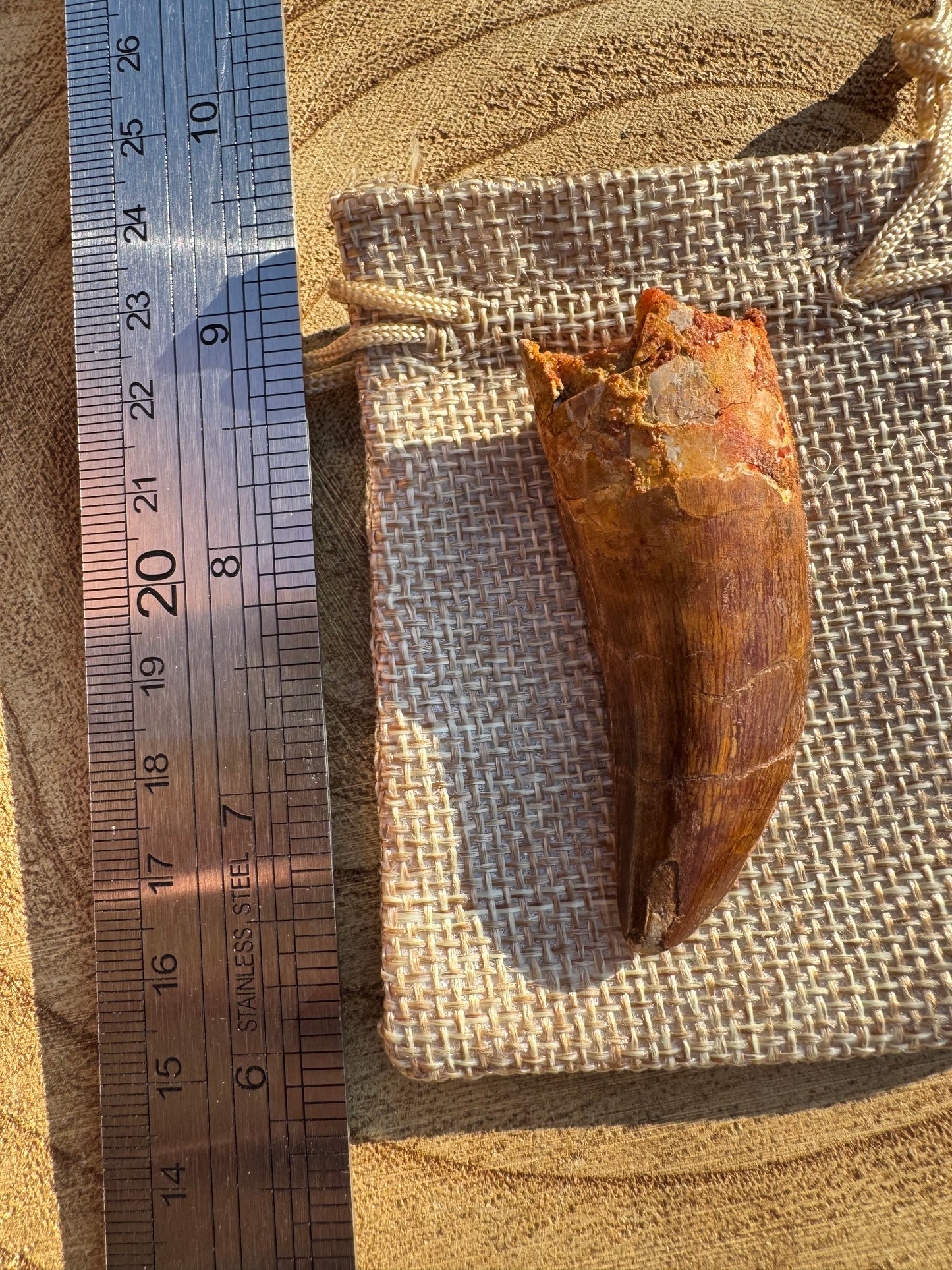 Carchacadantasamus Tooth