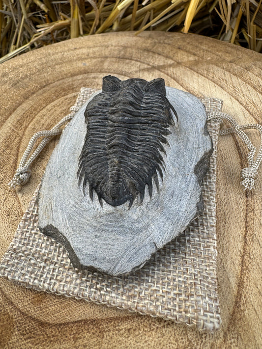 Devonian Trilobite