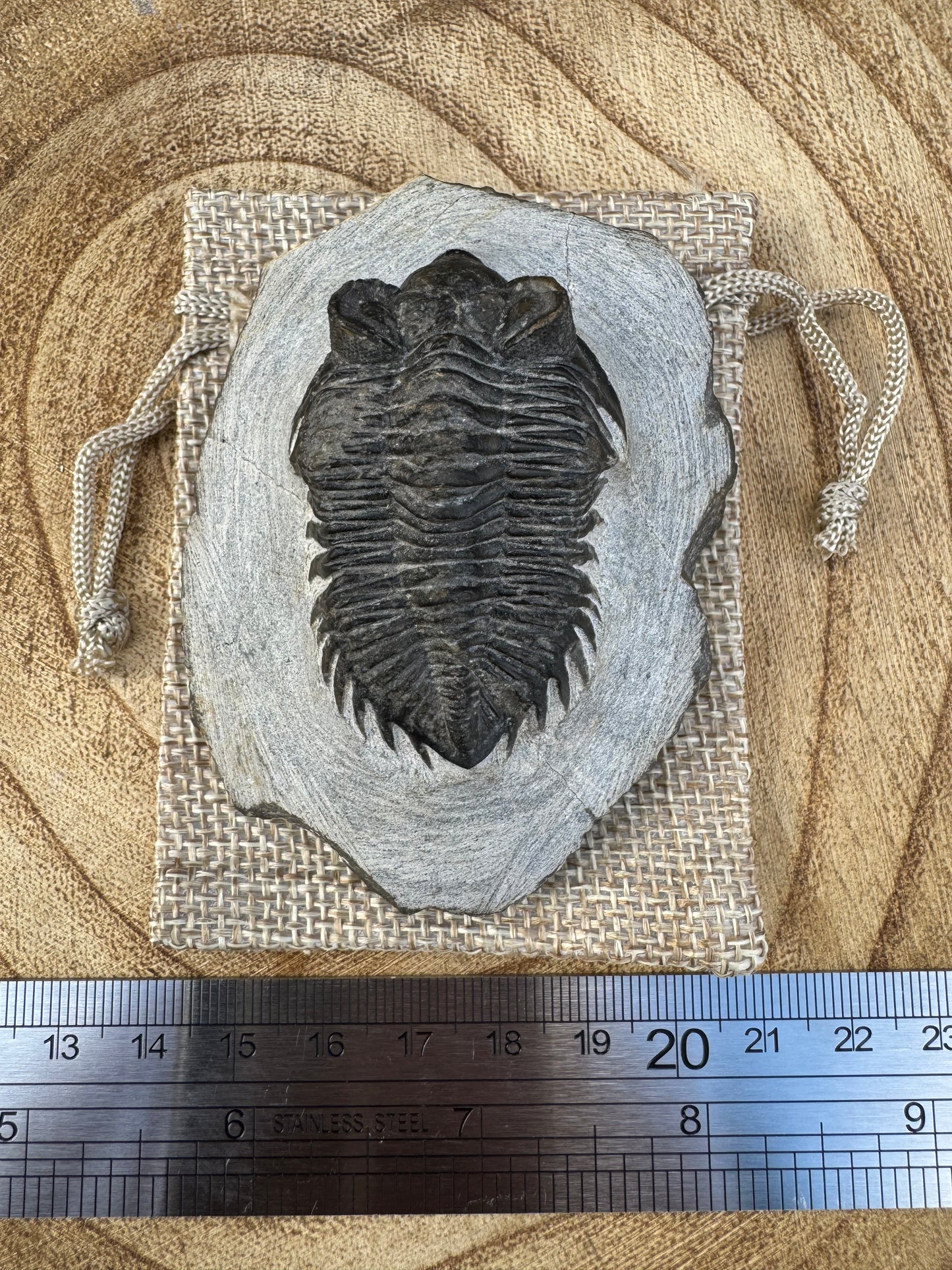 Devonian Trilobite