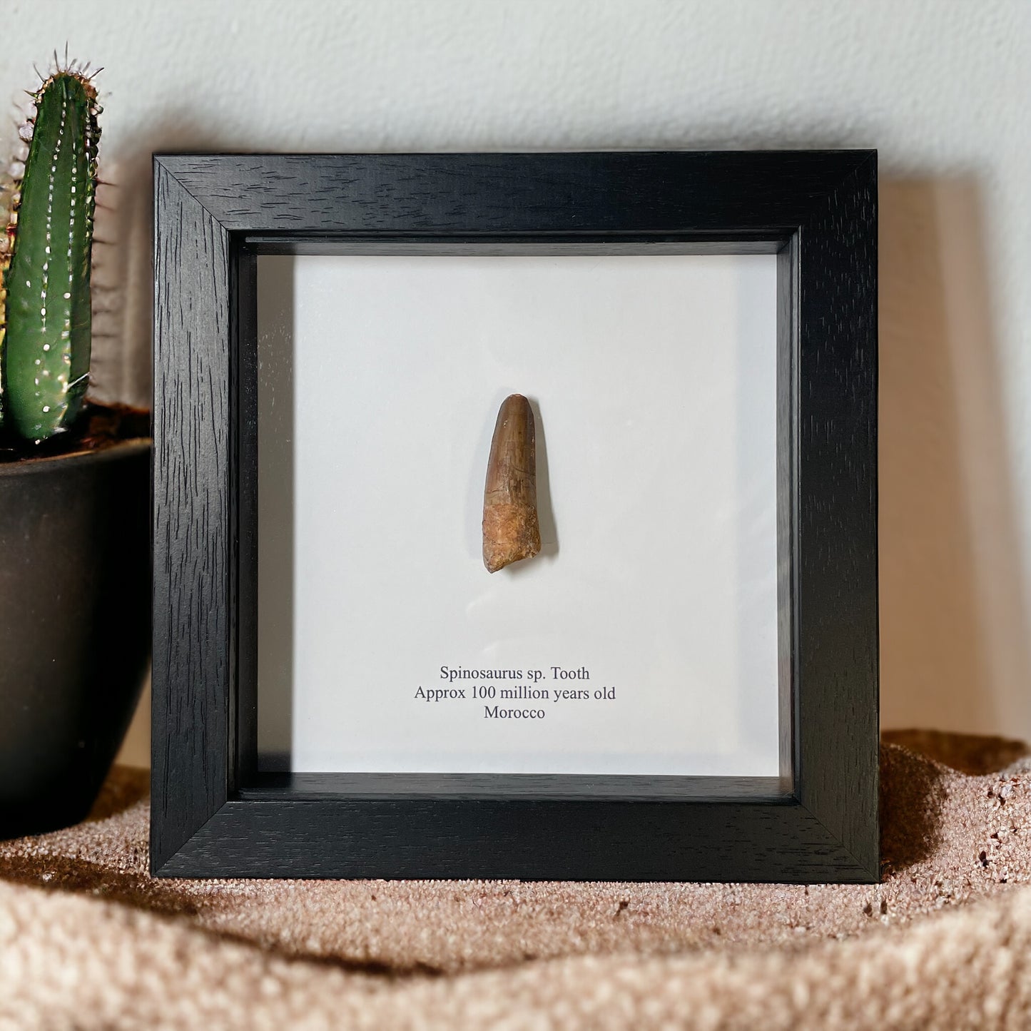 Spinosaur Dinosaur Tooth Fossil in Box Frame