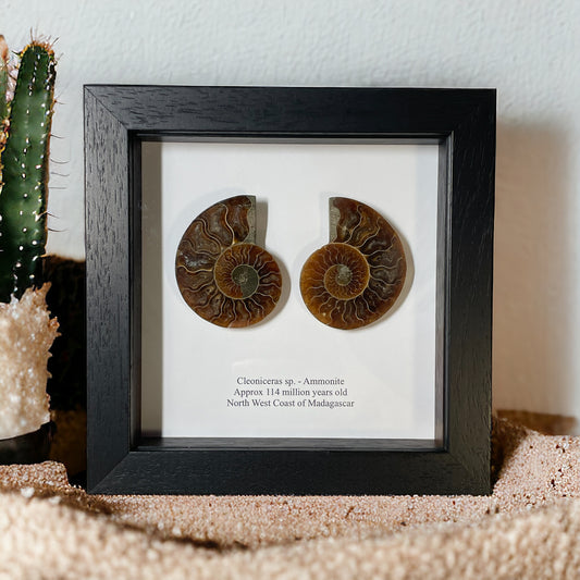 Pair Ammonite Cut and Polished Fossil in Box Frame