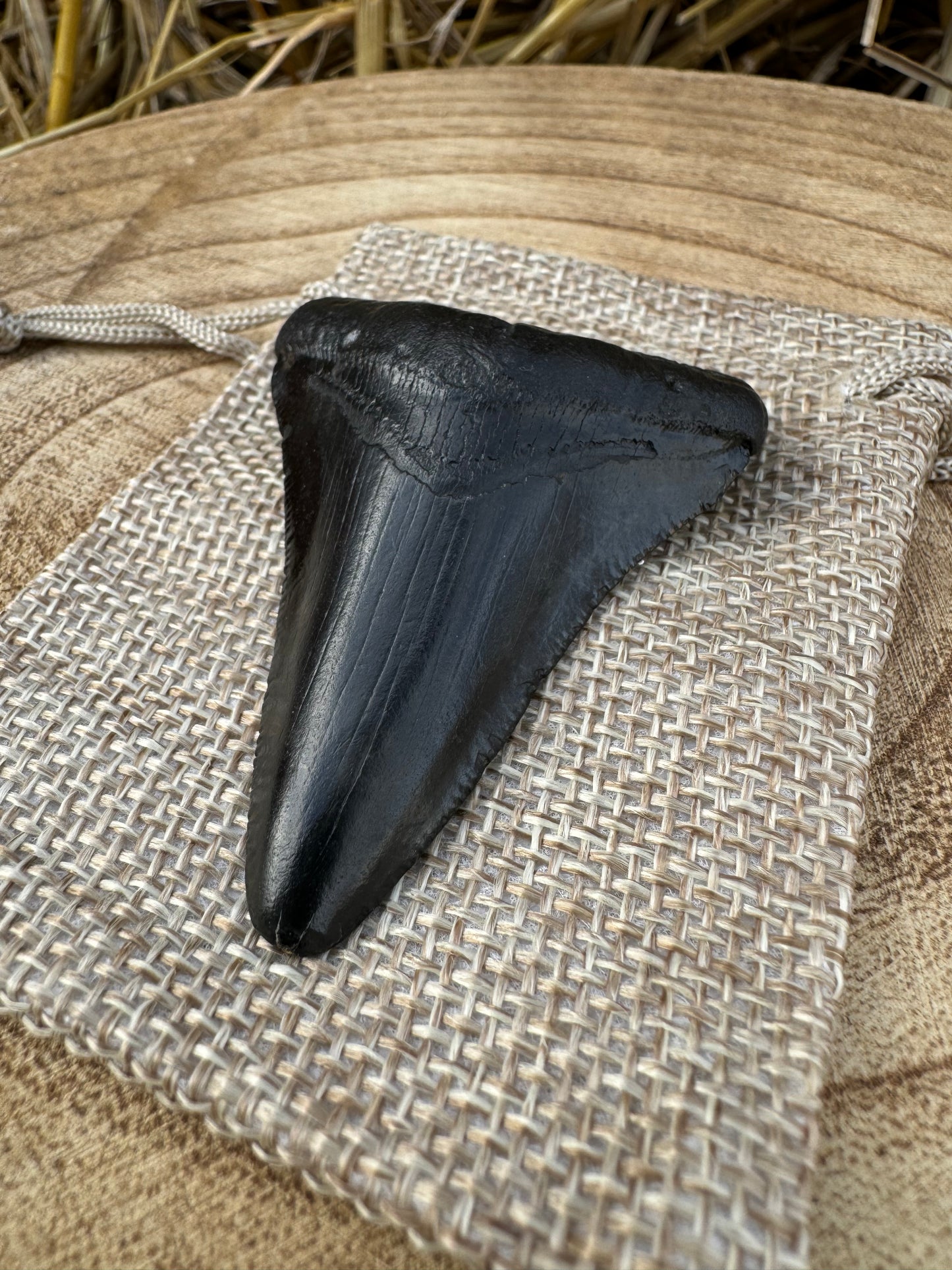 Small Megalodon Tooth