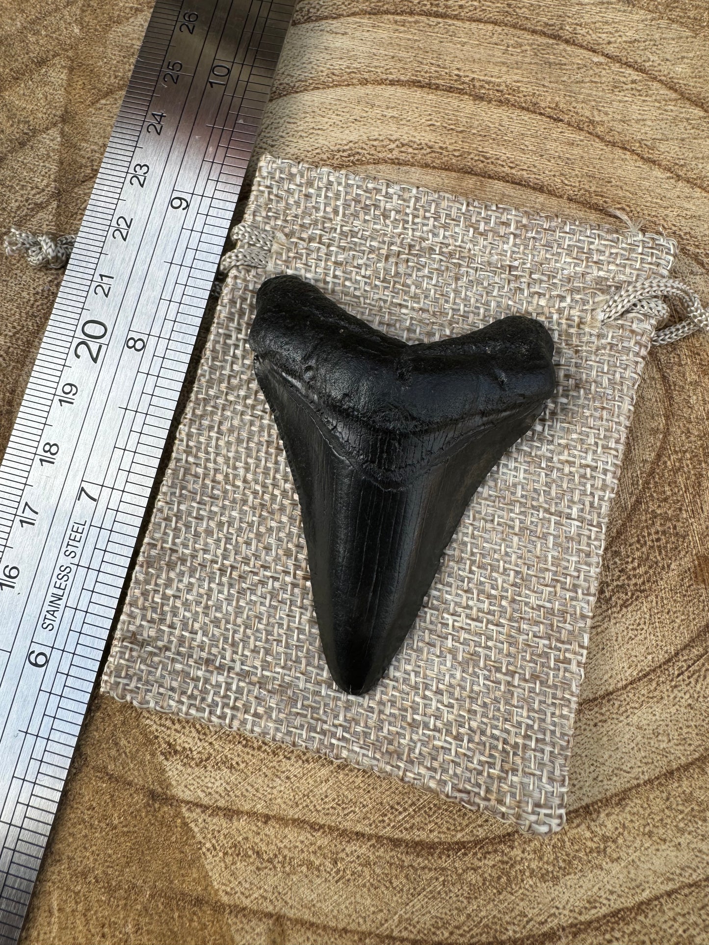 Small Megalodon Tooth