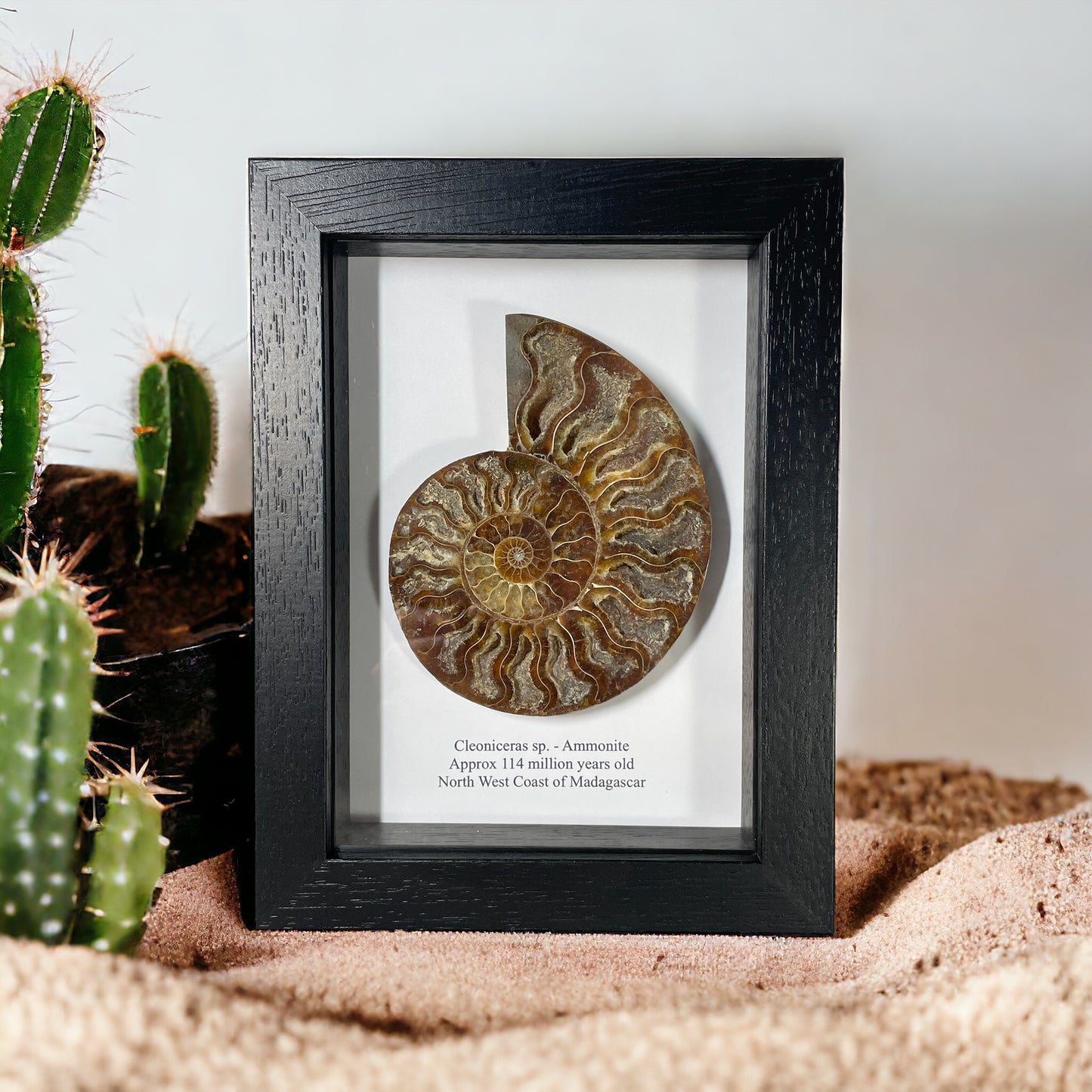 Medium Ammonite Cut and Polished Fossil in Box Frame