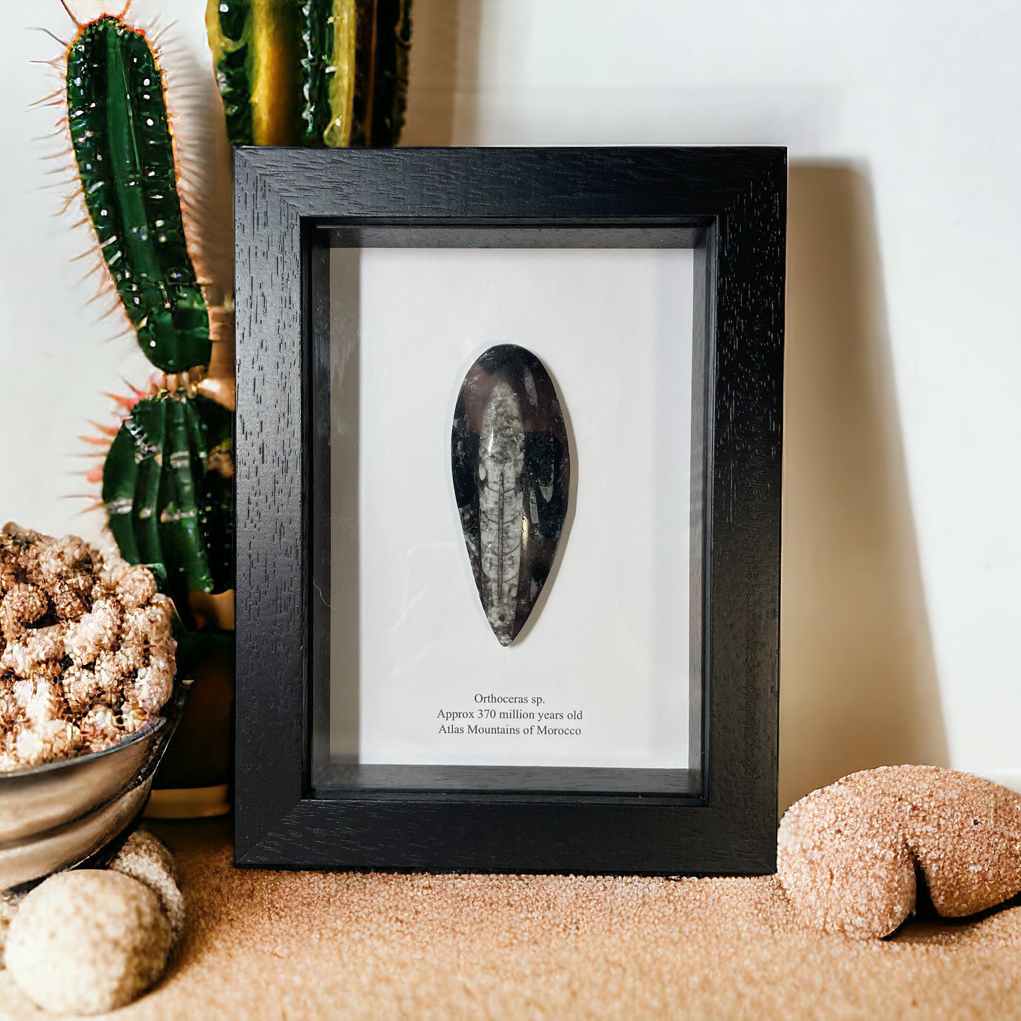 Orthoceras Pear Drop Fossil In a Box Frame