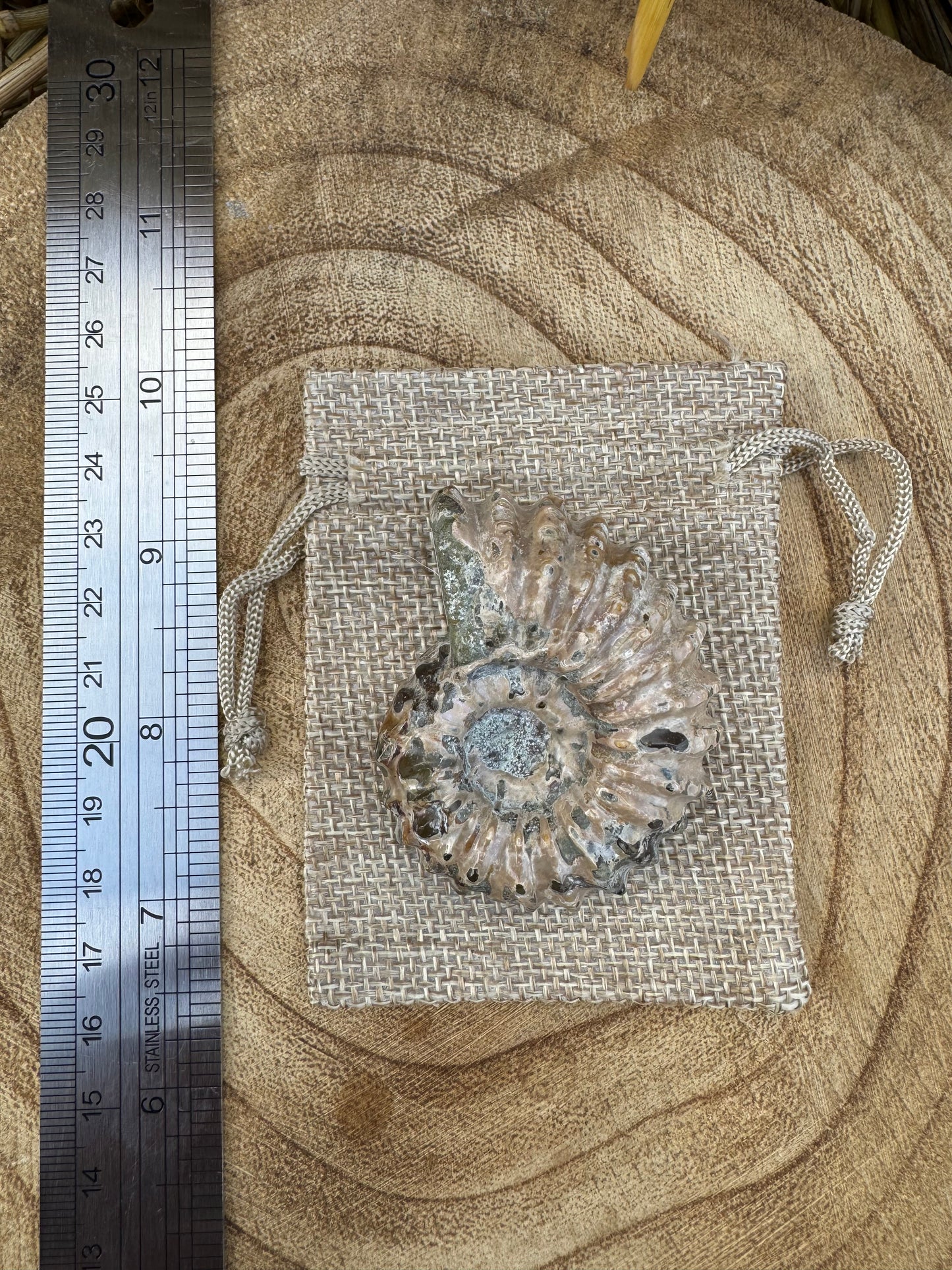 Ammonite