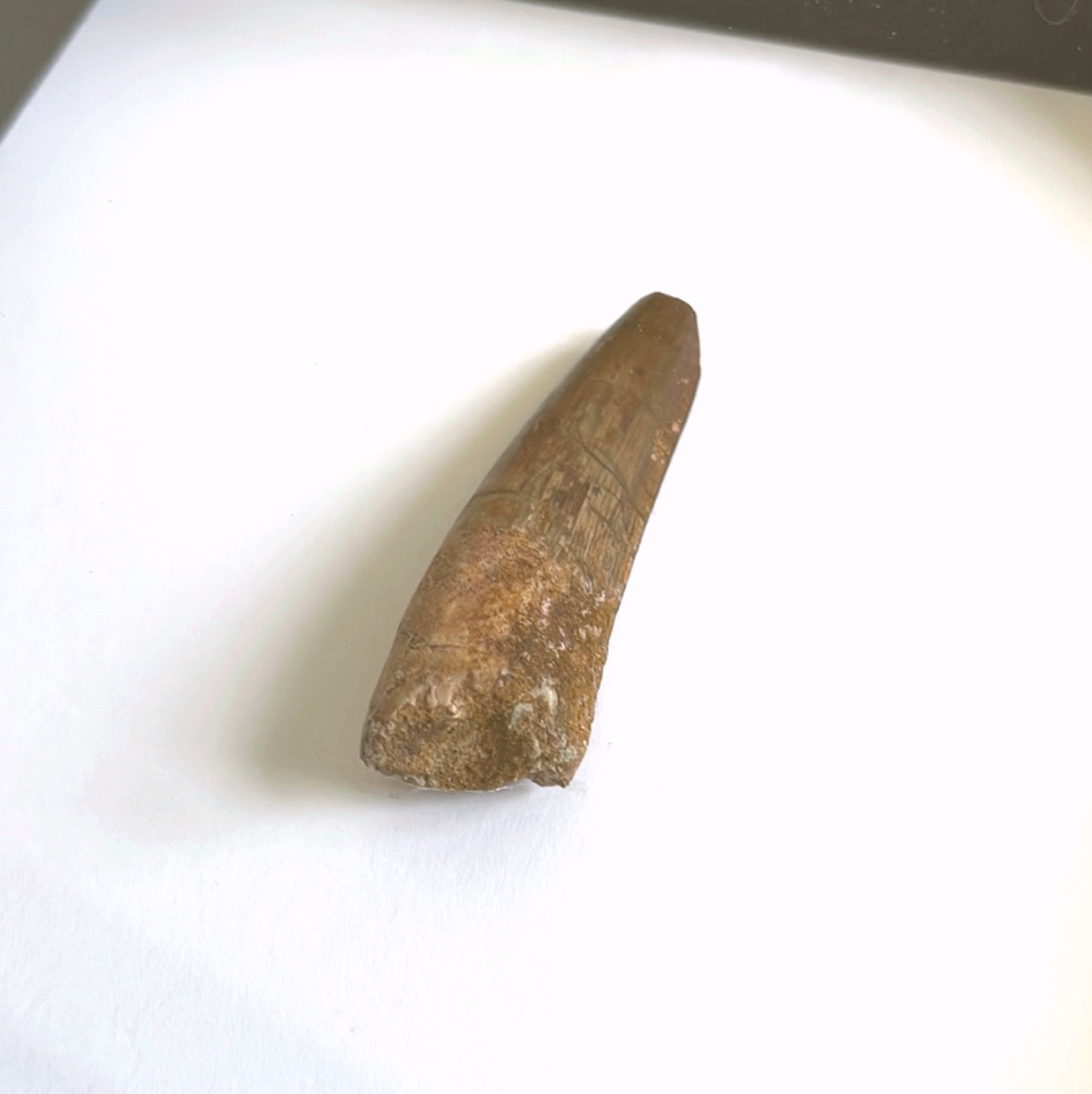 Spinosaur Dinosaur Tooth Fossil in Box Frame