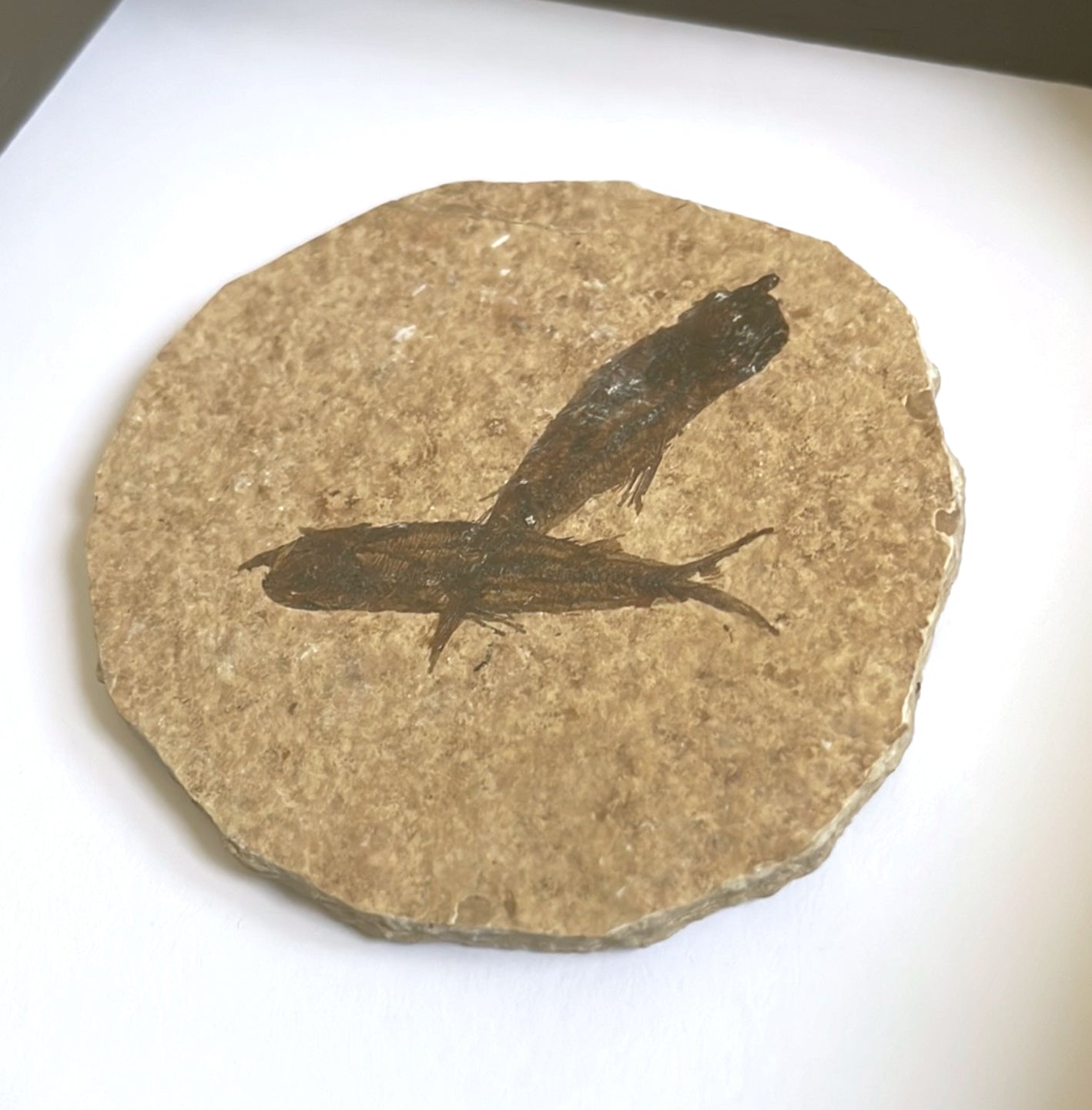 Knightia (Freshwater Herring) Fossil in Box Frame