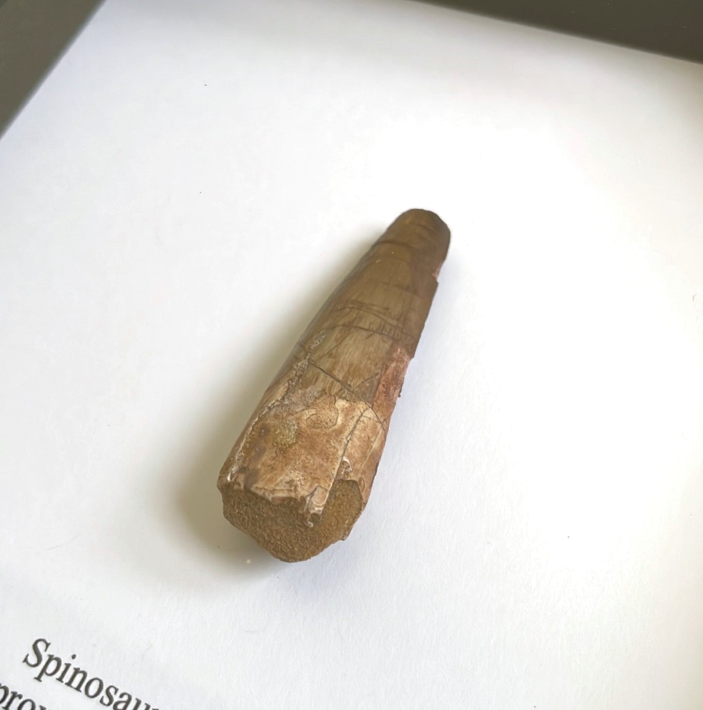 Spinosaur Dinosaur Tooth Fossil in Box Frame